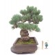 Quality White Pine { FREE POSTAGE } Quality White Pine { FREE POSTAGE }