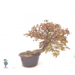 Mountain male semicascade