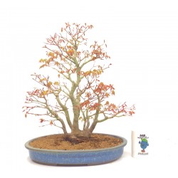  Specimen Mountain maple  clump