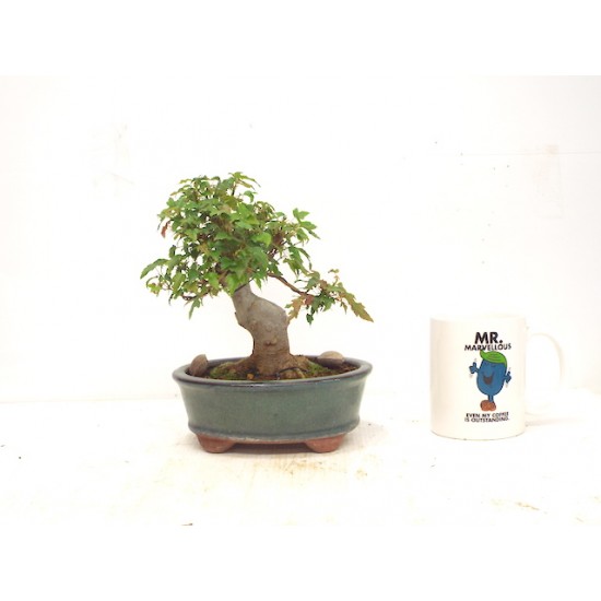 Shohin Trident Maple Shohin Trident Maple