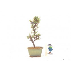 Cotoneaster