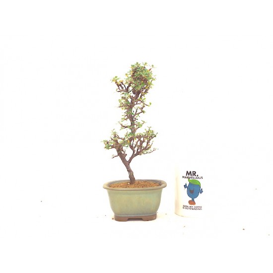 Cotoneaster Cotoneaster