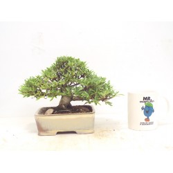 Azalea " Nikko "