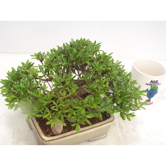 Azalea " Nikko "