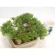 Azalea " Nikko "