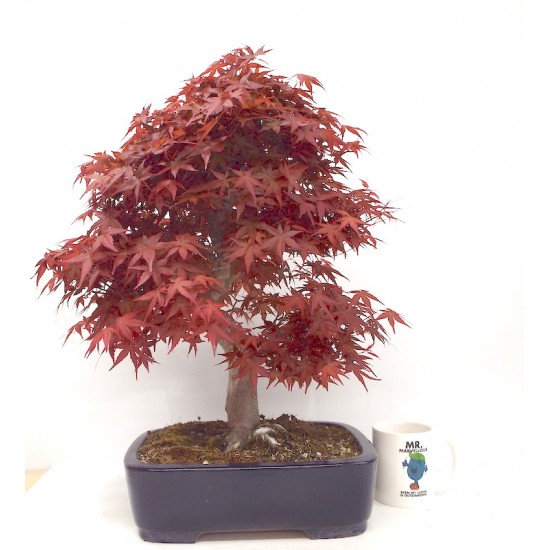 Specimen Deshojo maple Specimen Deshojo maple