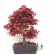 Specimen Deshojo maple Specimen Deshojo maple