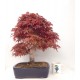 Specimen Deshojo maple Specimen Deshojo maple