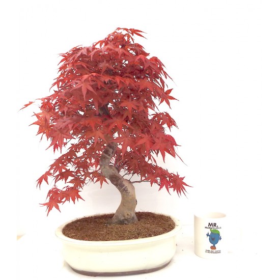 Specimen Deshojo maple Specimen Deshojo maple