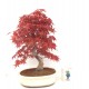 Specimen Deshojo maple Specimen Deshojo maple