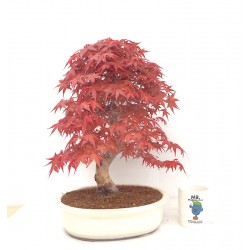 Specimen Deshojo maple