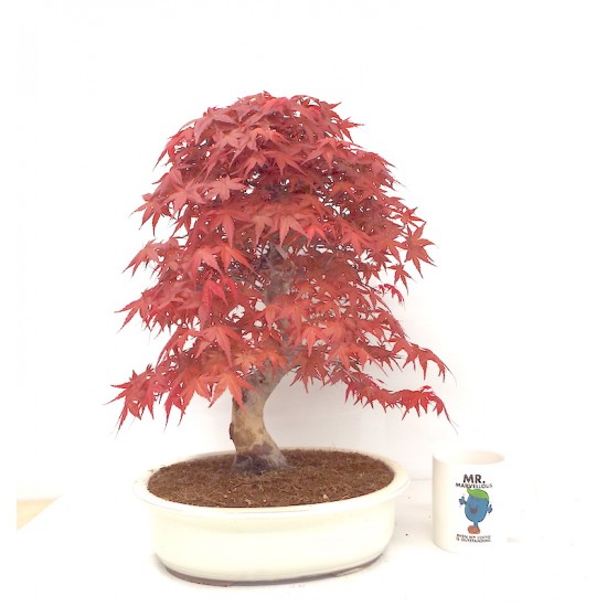 Specimen Deshojo maple Specimen Deshojo maple