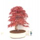 Specimen Deshojo maple Specimen Deshojo maple