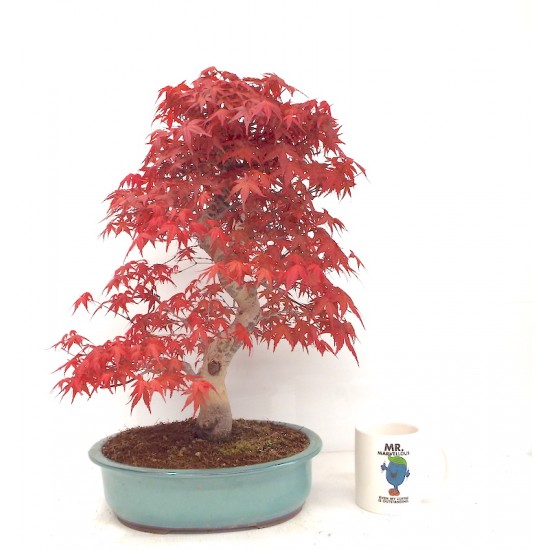 Specimen Deshojo maple Specimen Deshojo maple