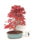 Specimen Deshojo maple Specimen Deshojo maple