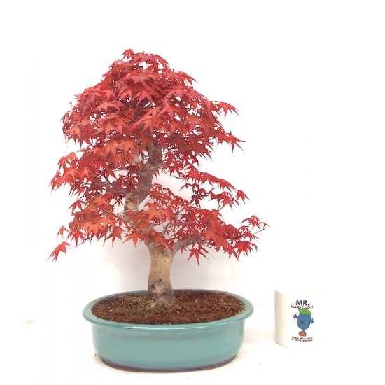 Specimen Deshojo maple Specimen Deshojo maple