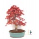 Specimen Deshojo maple Specimen Deshojo maple