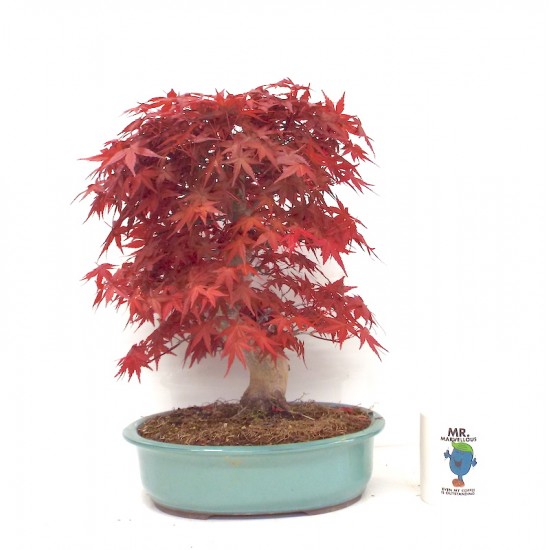 Specimen Deshojo maple Specimen Deshojo maple