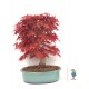 Specimen Deshojo maple Specimen Deshojo maple