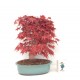 Specimen Deshojo maple Specimen Deshojo maple