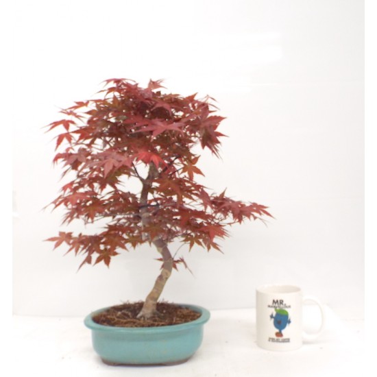 Specimen Deshojo maple Specimen Deshojo maple