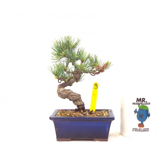 White Pine White Pine