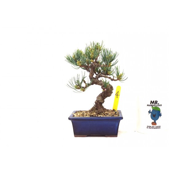 White Pine White Pine