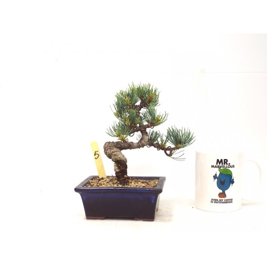 White Pine White Pine
