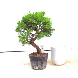 Itoigawa juniper