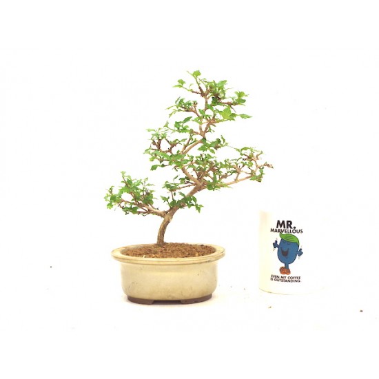 Premna 