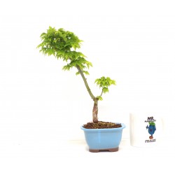 Shishigashira 
