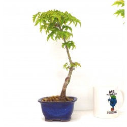 Shishigashira 