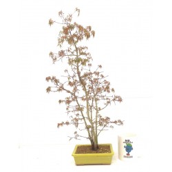 " Yuki Hime " Maple clump 