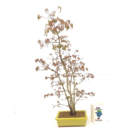 " Yuki Hime " Maple clump 