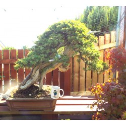 Needle Juniper " Rigida "