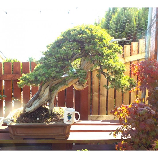 Needle Juniper " Rigida " Needle Juniper " Rigida "