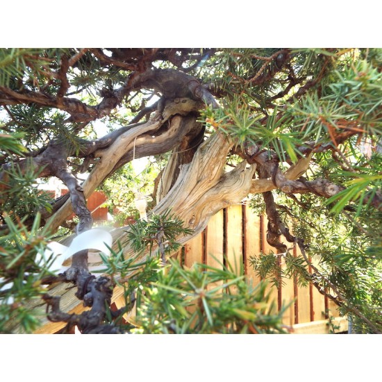 Needle Juniper " Rigida " Needle Juniper " Rigida "
