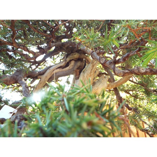 Needle Juniper " Rigida " Needle Juniper " Rigida "
