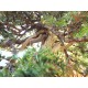 Needle Juniper " Rigida " Needle Juniper " Rigida "