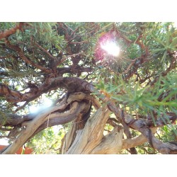 Needle Juniper " Rigida "