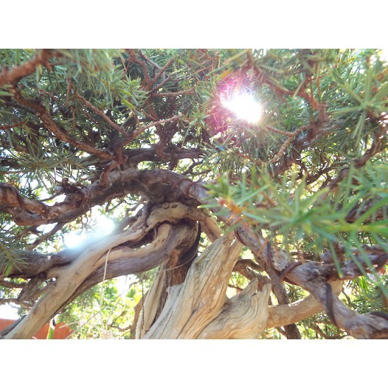 Needle Juniper " Rigida " Needle Juniper " Rigida "