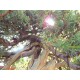 Needle Juniper " Rigida " Needle Juniper " Rigida "