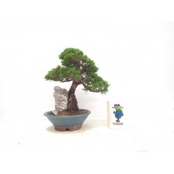 TOIGAWA JUNIPER  ON ROCK 