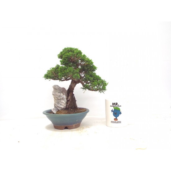 TOIGAWA JUNIPER ON ROCK TOIGAWA JUNIPER ON ROCK