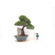 TOIGAWA JUNIPER ON ROCK TOIGAWA JUNIPER ON ROCK