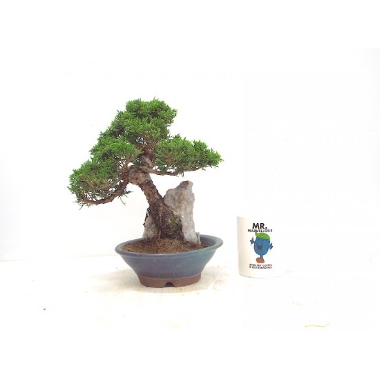 TOIGAWA JUNIPER ON ROCK TOIGAWA JUNIPER ON ROCK