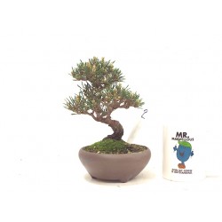 Shohin Black pine 