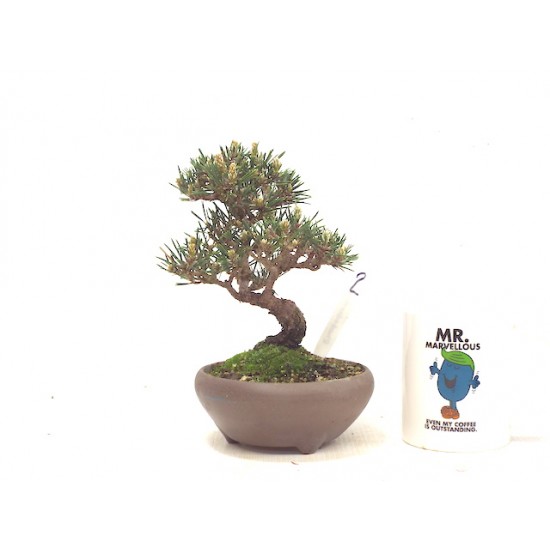 Shohin Black pine 