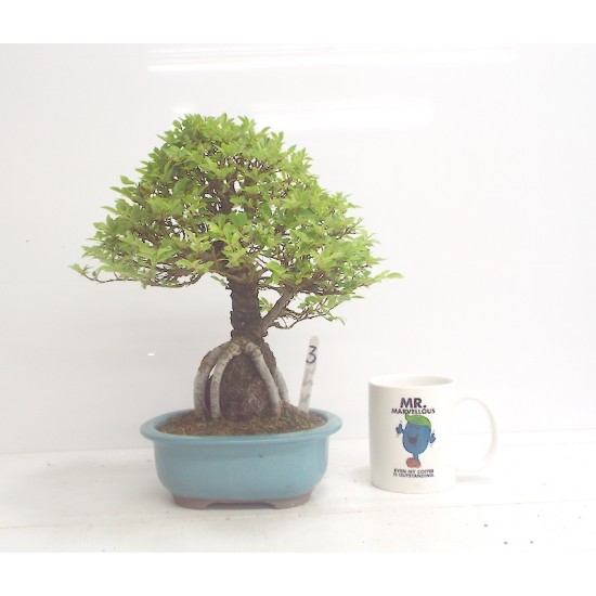 Corkbark Elm on Rock