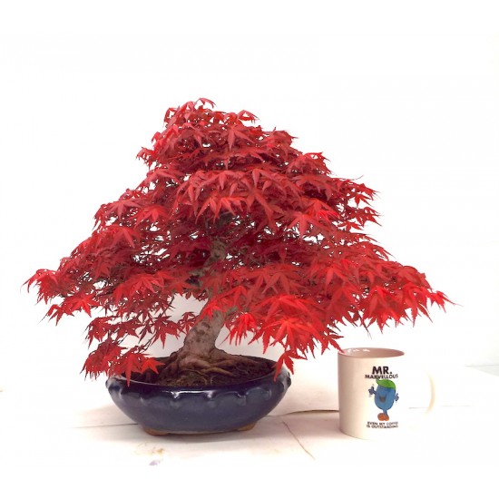 Specimen Deshojo maple Specimen Deshojo maple